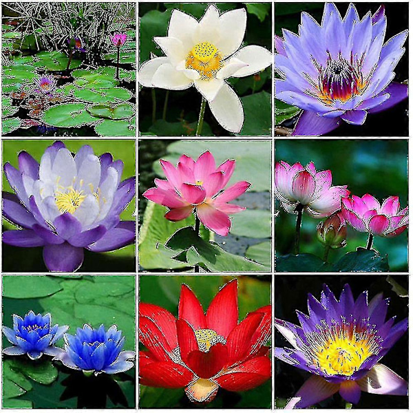 10 stk. Lily Blomst Plante Skål Dam S Hjem Have R-Min blue