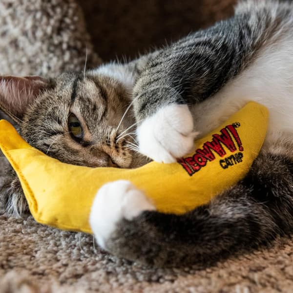 Banan Enkelt Katteleke