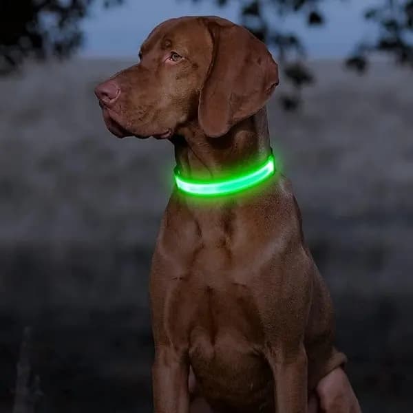 Uppladdningsbart LED-hundhalsband med reflexband – Storlek M, Grön green M