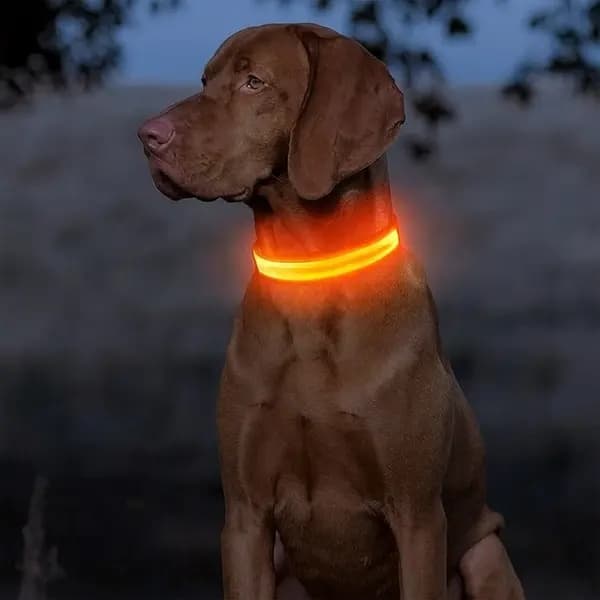 Genopladeligt LED-hundehalsbånd med refleksstribe – M, Orange orange M