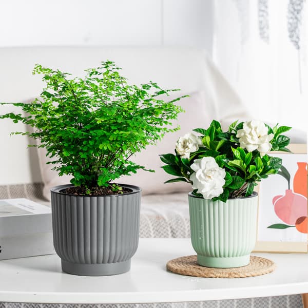 Självabsorberande blomkruka i plast. Långtidsvattenförvaring blomkruka.