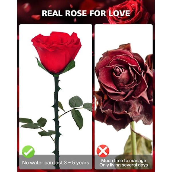 Evigt Bevarede Rosegaver til Kvinder, Valentinsdag Gave red