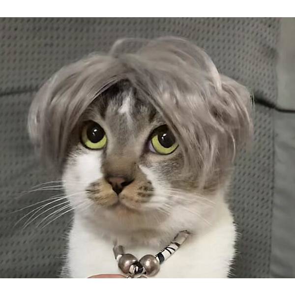 Parukk for kjæledyr Cosplay rekvisitter Morsomme hunder katter Kryss Dark Grey