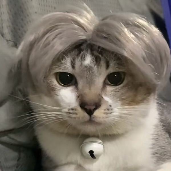 Peruk för husdjur Cosplay Rekvisita Roliga Hundar Katter Kors Dark Grey