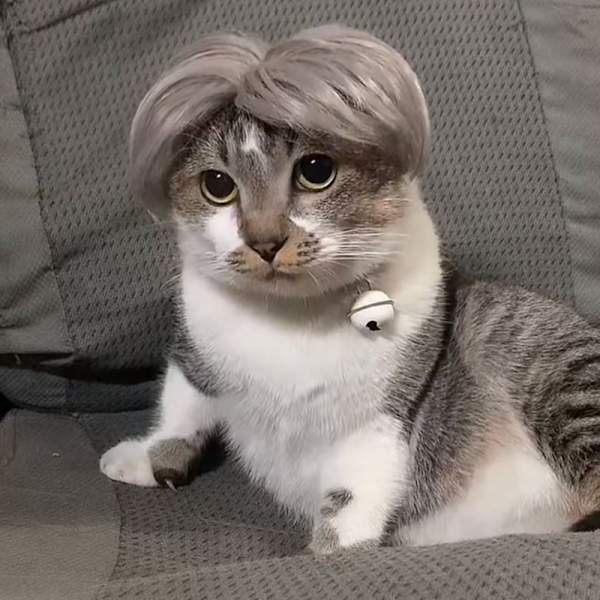 Parukk for kjæledyr Cosplay rekvisitter Morsomme hunder katter Kryss Dark Grey