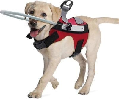 Sikkerhetsbelte for blinde hunder, antikollisjonsring, justerbar, slitesterk