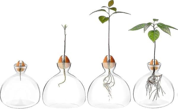 Avokadoplantflaska planteringsset med glasvas, en unik trädgårdspresent