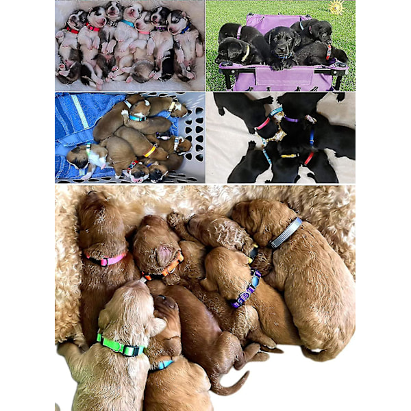 14 stk. Bløde Nylon Hvalpe ID Halsbånd - Justerbare Breakaway Kulds Halsbånd Baby Hunde ID Bånd Kæledyrsidentifikation Kompatible Opdrættere Med Registrering 14 Colors-Release Buckle M