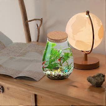 DIY Betta-pullo Mikromaisema-astia Sammalkasvi Ekologinen Lasipullo