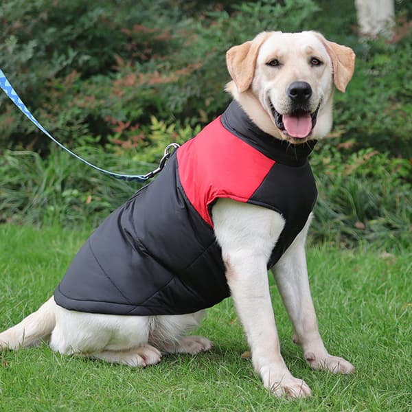 Husdjurskläder vinter varm husdjurskläder Golden retriever bomullsjacka kan dras
