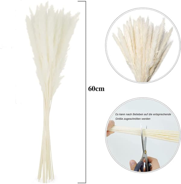 Tørret Pampasgræs, Naturlig Tørret Pampasgræs, Pampas