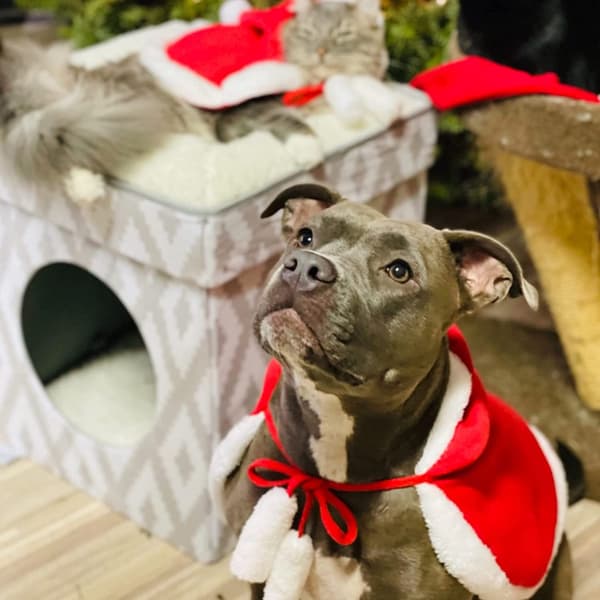 Julekostumer til katte, blød og tyk julekappe med hat, julekattedragt hundekostume kælekappe