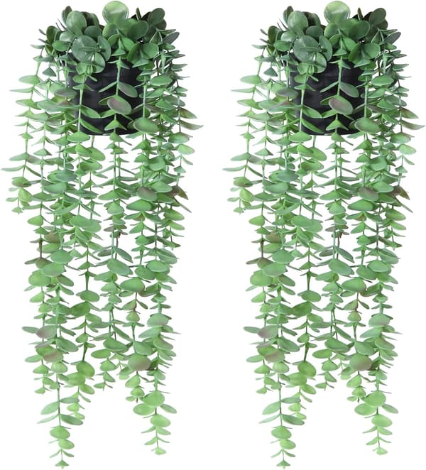 Tekoeukalyptus, tekoriipusruukkukasvi, teko