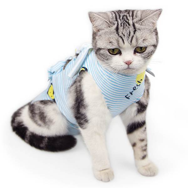 1 st tryckta modell katt spay/neuter dräkt Katt postoperativ dräkt