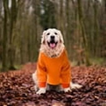 Hundkläder Ficka Sweatshirt Orange