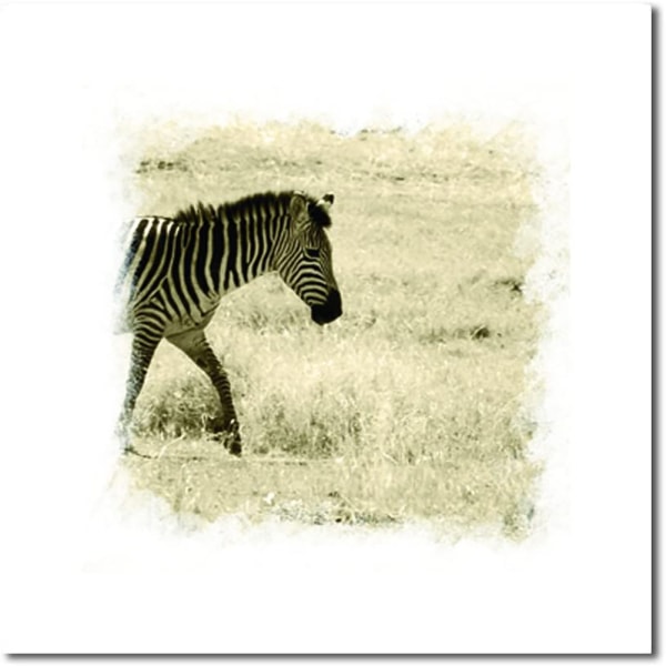 Söt Zebra Canvas Väggkonst Målning Tryckt Bild Hemmakontor