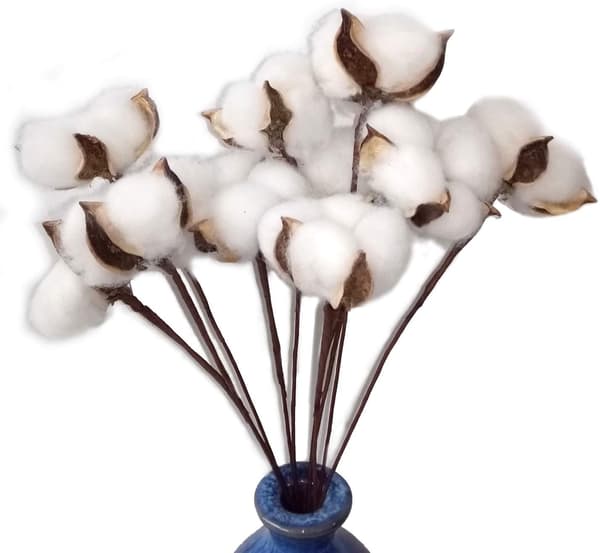 Pakke med 30 ægte tørrede bomuldsblomster med stilk, 30 cm