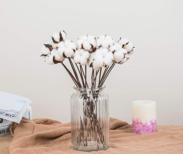 Pakke med 30 ægte tørrede bomuldsblomster med stilk, 30 cm
