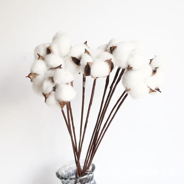Pakke med 30 ægte tørrede bomuldsblomster med stilk, 30 cm