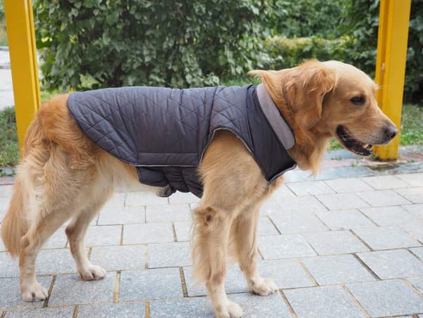 Varm Vinter Vindtät Hundjacka, Snösäker Hundkläder för Små a