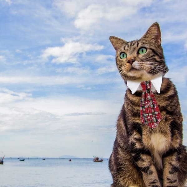 Kæledyrsslips Hundeslips Justerbart Kostume Hundehalsbånd Slips Festtilbehør Julekostume S