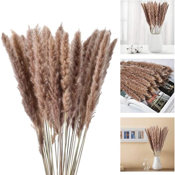 Naturlig Pampasgräs Dekor Torkade Blommor för Vas Boho Hem