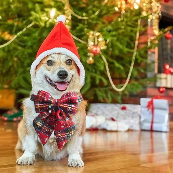 Julehalsbånd til hunde, til hvalpe, hunde, katte og kæledyr Style 6 S