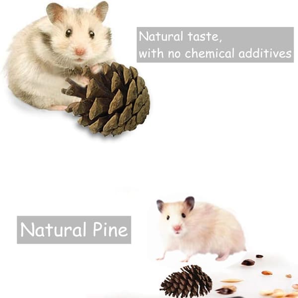 Hamster Tyggelegetøj, Sæt med 5 Legetøj til Papegøjer eller Hamster, Bro L