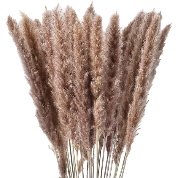 Naturlig Pampasgräs Dekor Torkade Blommor för Vas Boho Hem
