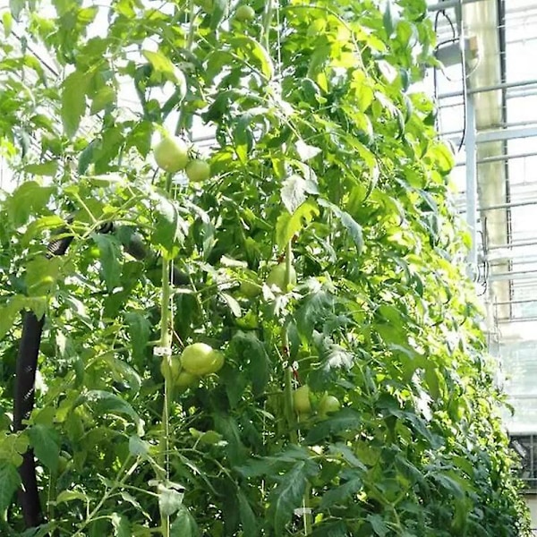 Plantera grønnsakskrok Vekststøtte Dragkrok Tomatstøtteklemmer Vegetabilsk støtte Forhindre tomat