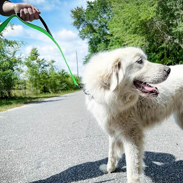 Robust Hundelead med Dobbelt Håndtag, Reflekterende til Trafikkontrol, 5FT, Grøn Green 5 ft 2 Handle