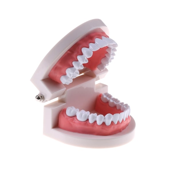 Medicin Dental Tand Model Tidig barndom Undervisning Tandläge SQBB