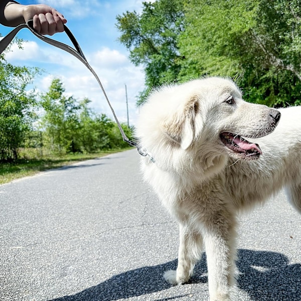Robust Hundelead med Dobbelt Håndtag, Reflekterende til Trafikkontrol, 5FT, Grå Grey 5 ft 2 Handle