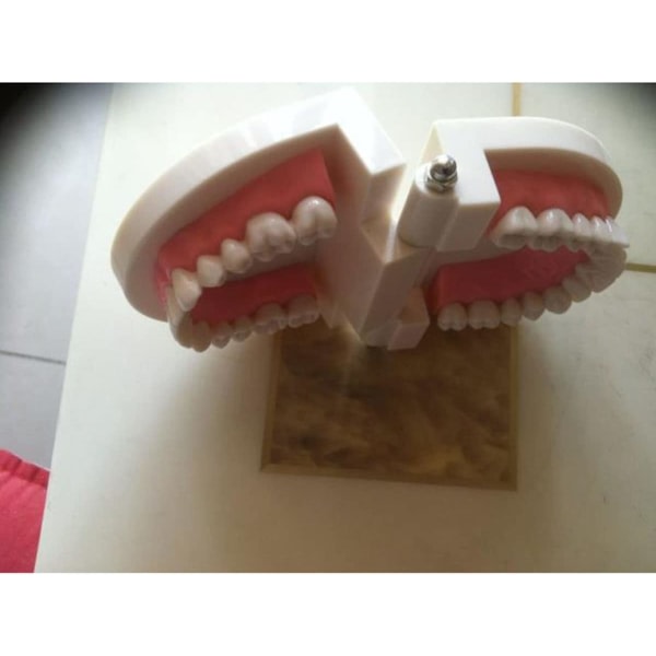 Demonstration dental modell SQBB