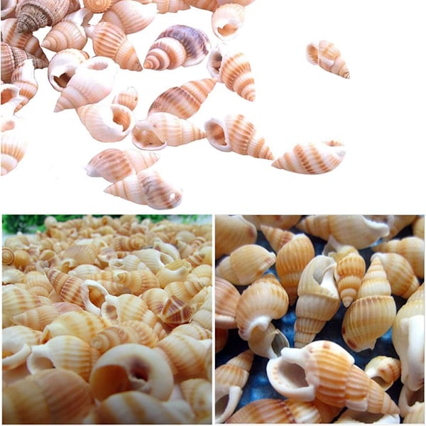 Conchs Blandade snäckskal Ocean Beach Shells Olika storlekar Naturliga snäckor för akvariehemdekorationer Temafest av 100 st