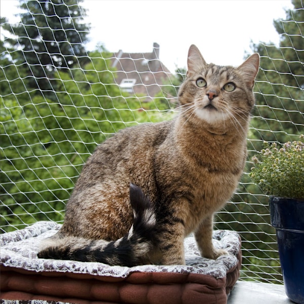 Kattenett Balkong Dyrenett Balkongnett for Katter Dyrebalkong Mesh Gjerde Nett Hunde Gjerde Nett Svart Nylon Kjæledyr(3 * 6 Meter)