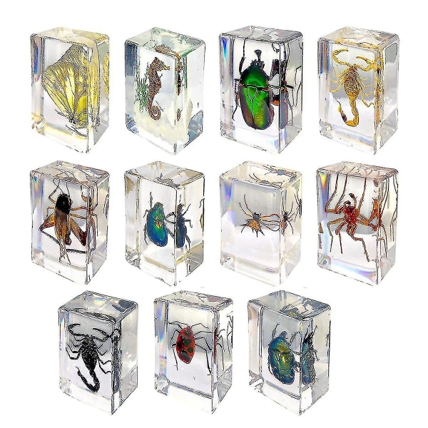11 st Resin Insektspecimen, Insektsamling Pappersvikt, Resin Riktiga Insekter, Olika Insekts Sp