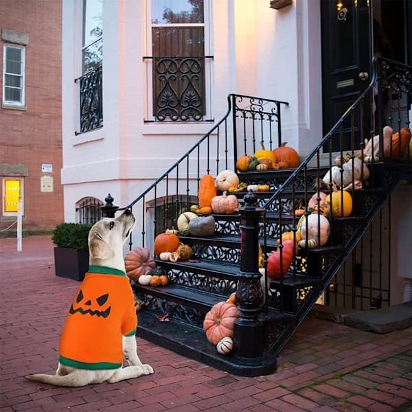 Hunde Halloween skjorte Kæledyrstøj Græskarhoved til små hunde Kat L[CO]