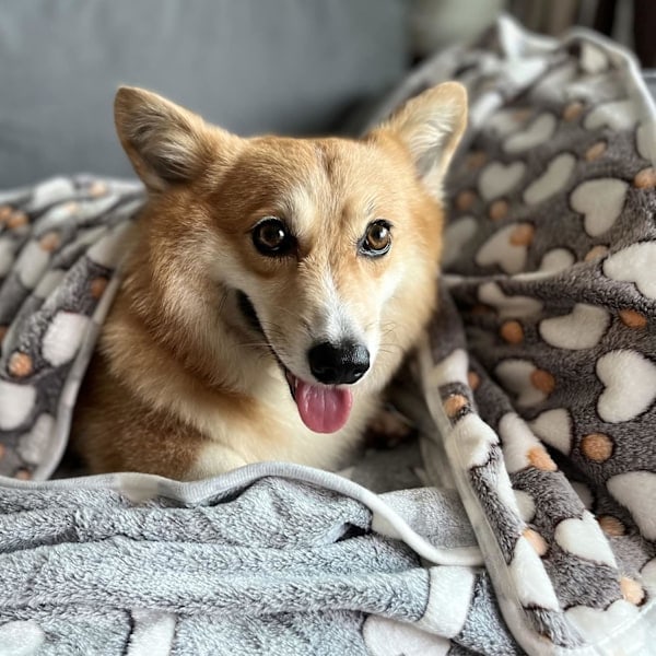 1-pak 3 Valpe Tæpper Superbløde Varme Sovemåtter Grå Sødt Trykte Fluffy Fleece Kæledyrstæpper Flanellplaid Hundetæpper til Små Hunde Katte, (23 \"x...