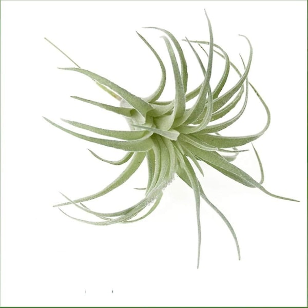 2-pack konstgjorda suckulenter växter opotterade falska flockande tillandsia luftväxter suckulenta bromelia bukettarrangemang konstgjorda växter diy f  (YJD)