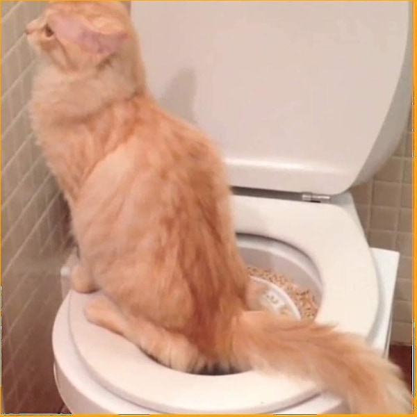 Katt Toalettsete Toalett Treningssystem Kattedo Toalettsete Treningssystem For Å Få Katten Din Til Å Bli Vant Til Toalettet_v (YJD)