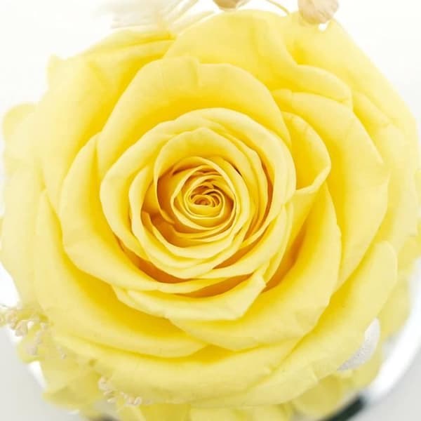 Konserverad Ros Figur Evig Ros 3-4cm Julklapp Mors Dag Present[YJD] Yellow