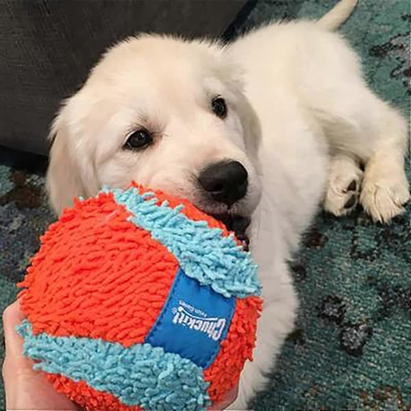 Chuckit! Indendørs kastebold til hunde (4,75 tommer), orange og blå