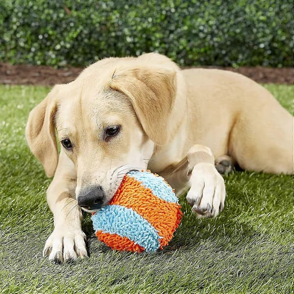Chuckit! Indendørs kastebold til hunde (4,75 tommer), orange og blå