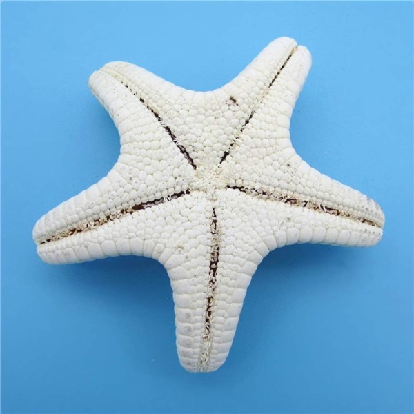 4Pcs Starfish Natural Decorative Starfish Micro Landscape Aquarium Ornament