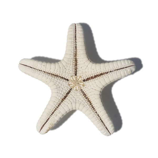 4Pcs Starfish Natural Decorative Starfish Micro Landscape Aquarium Ornament