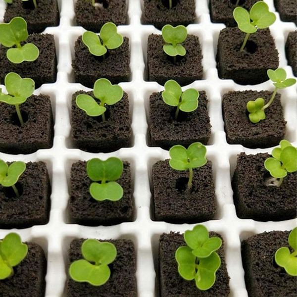 50 stk. Torvfrøplanteblokke til hydroponisk og jordløs plantefrøspiring - HRD TN0415