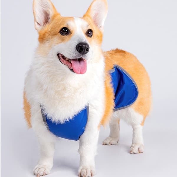 Justerbart vattentätt hundskydd för Corgi - Anti-smuts magskydd M M