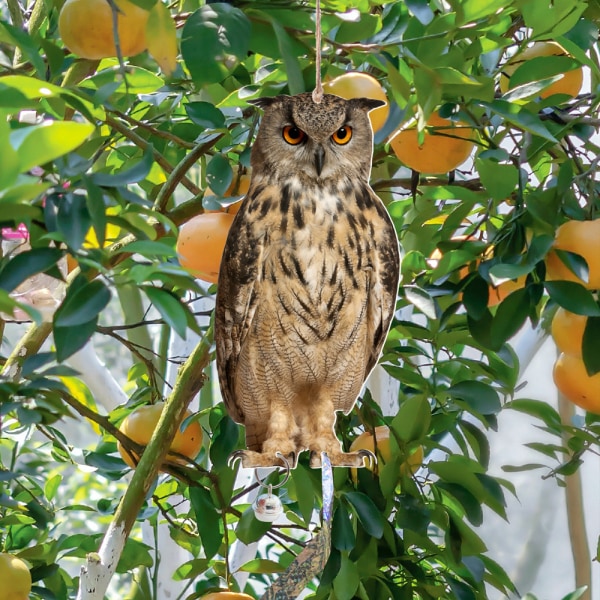 Pöllölintua karkottava kellariipus