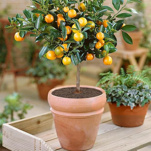 4-pack skyddsmatta för blomkrukor (40 cm)